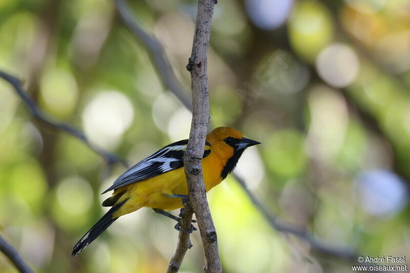 Oriole à dos rayé