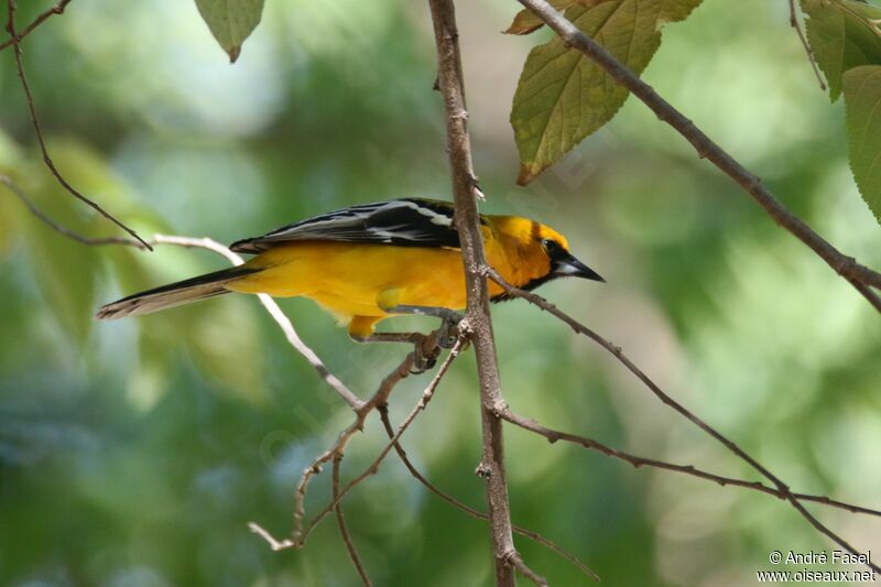 Oriole à dos rayé