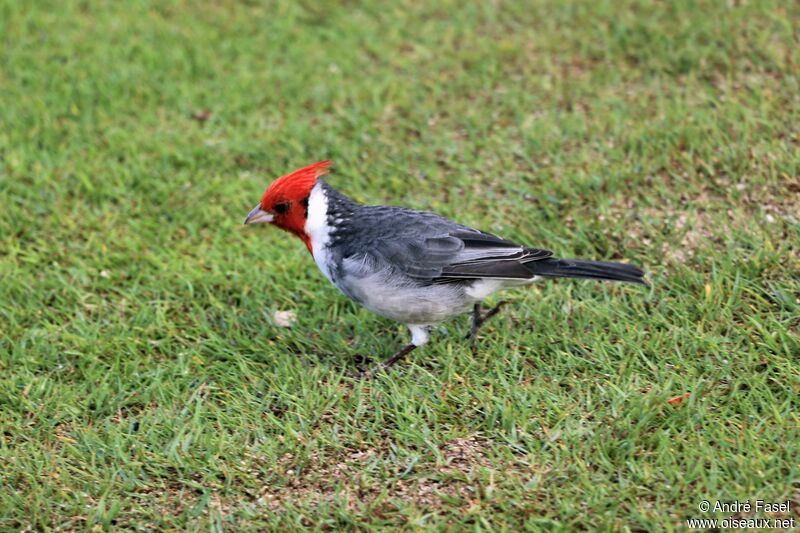 Red-crested Cardinal