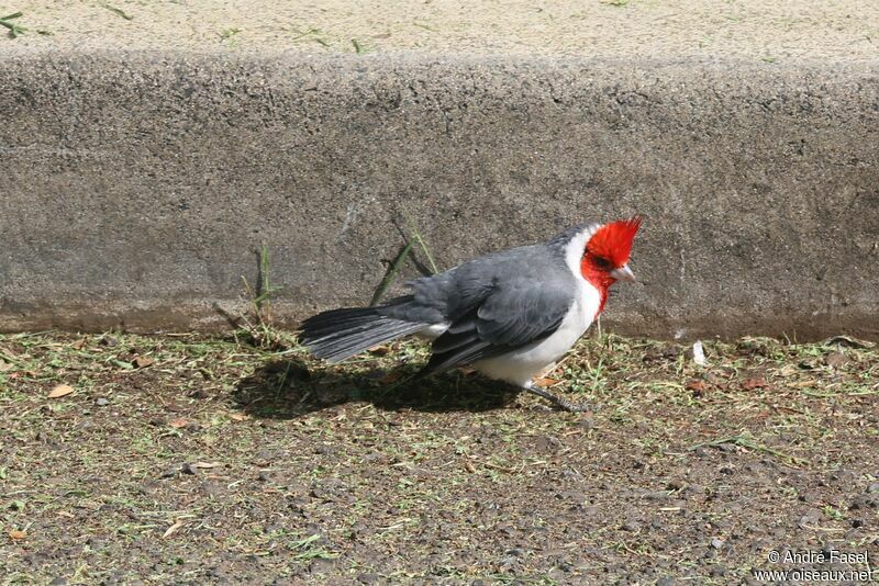 Red-crested Cardinal