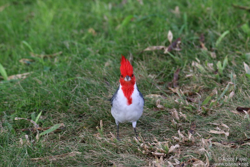 Red-crested Cardinal