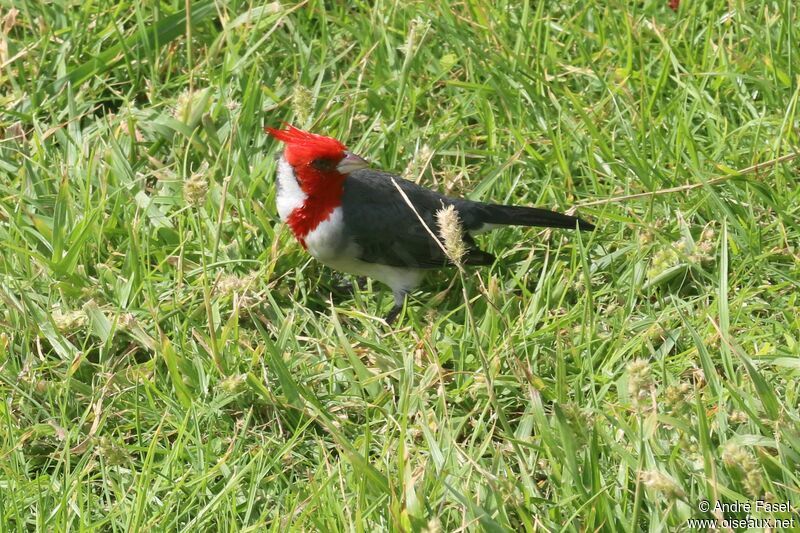 Red-crested Cardinal