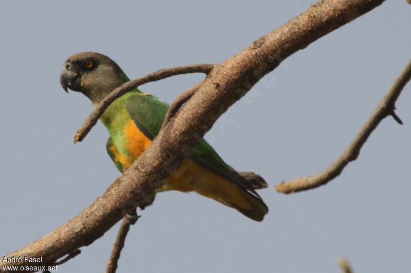 Senegal Parrotadult, identification