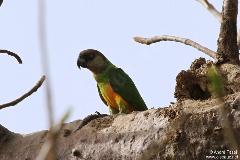 Senegal Parrot