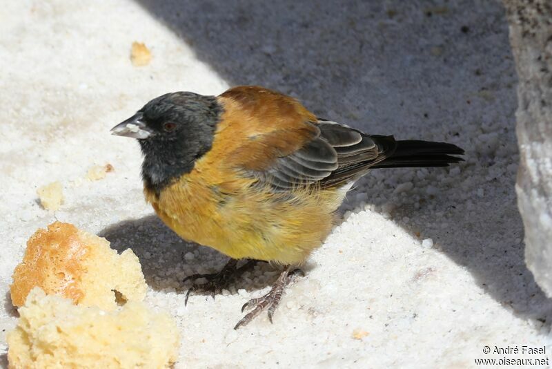 Black-hooded Sierra Finch