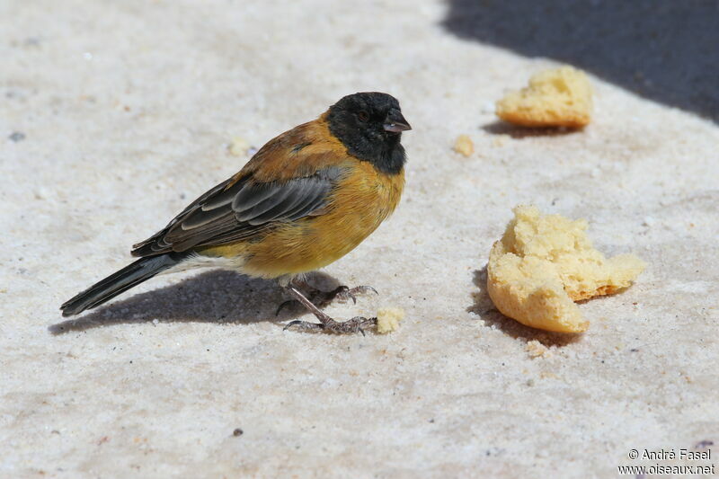 Black-hooded Sierra Finch