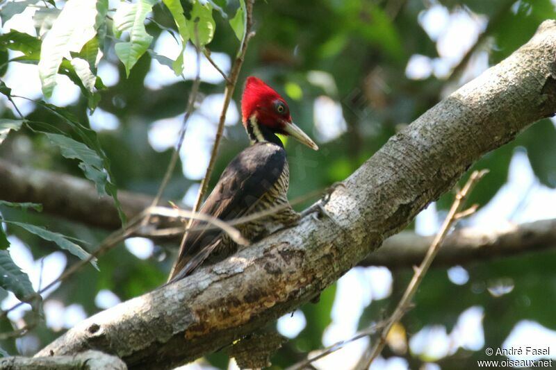 Pale-billed Woodpecker