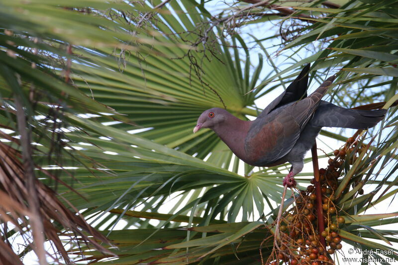 Pigeon à bec rouge