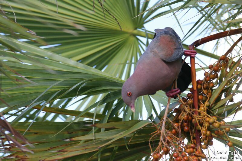 Red-billed Pigeon