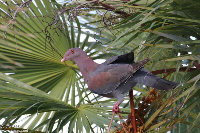 Pigeon à bec rouge