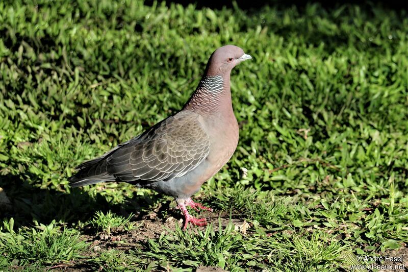 Picazuro Pigeon