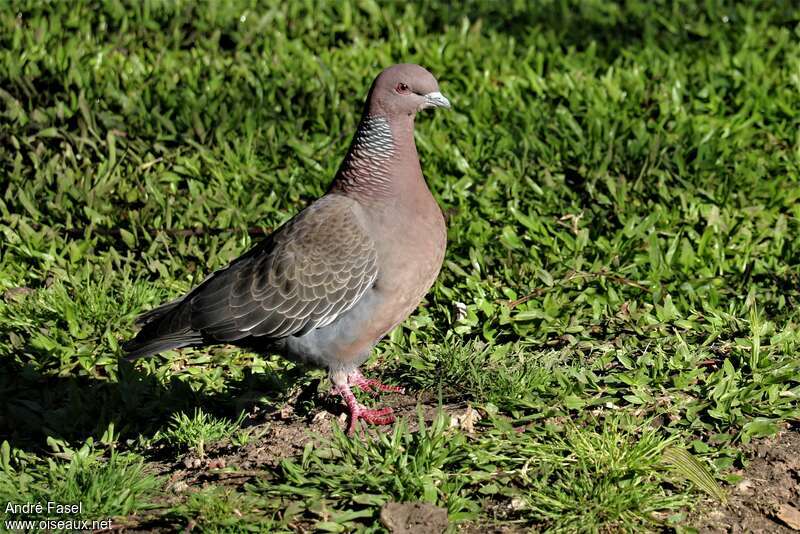 Picazuro Pigeonadult, identification