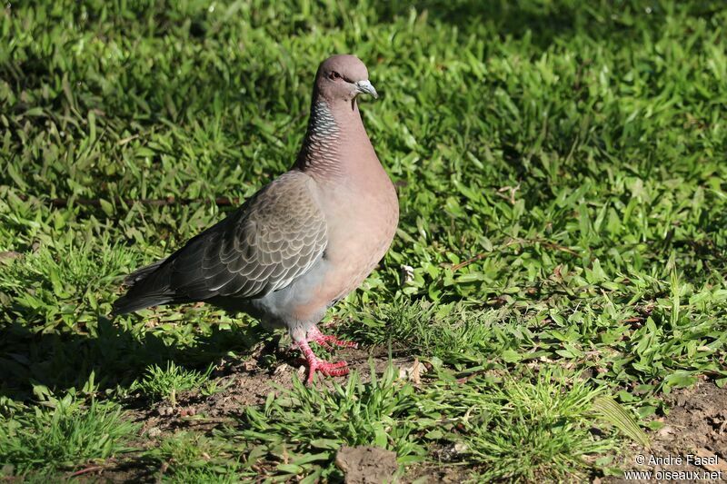 Picazuro Pigeon