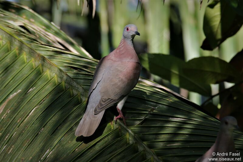 Pigeon rousset