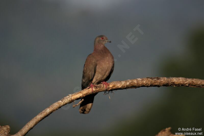 Pigeon rousset