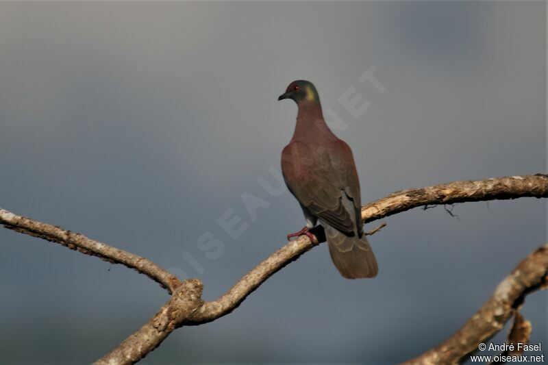 Pigeon rousset