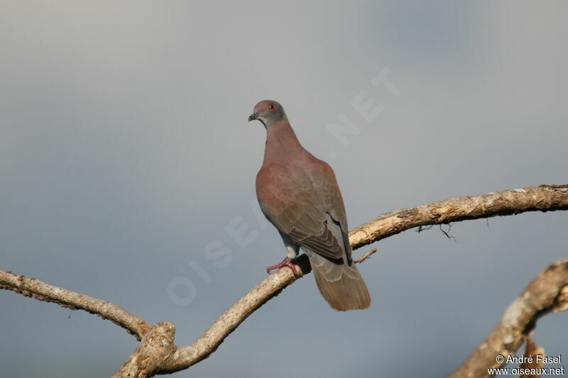 Pale-vented Pigeon