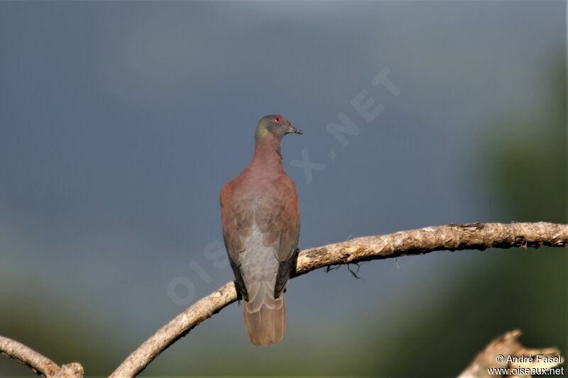 Pigeon rousset