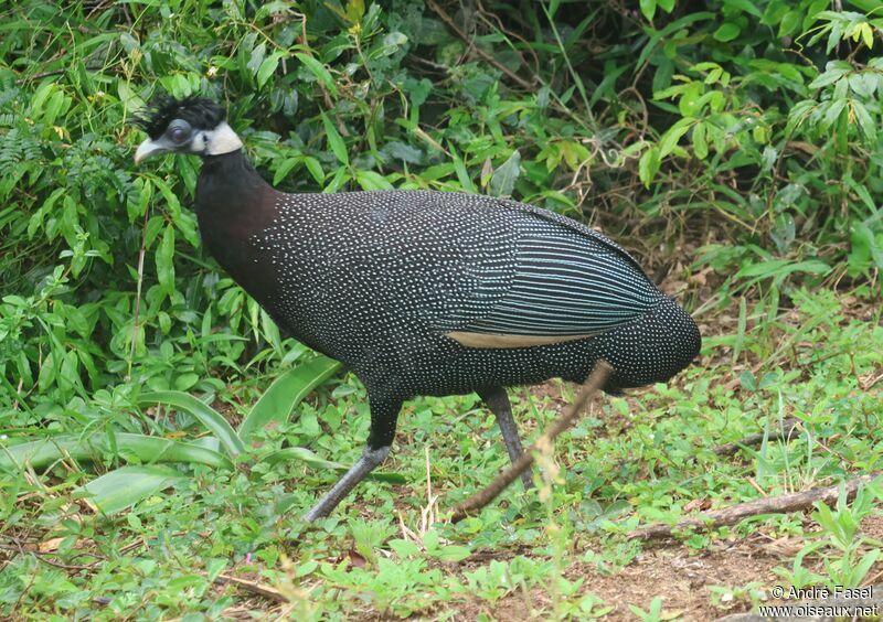 Pintade de Pucheran