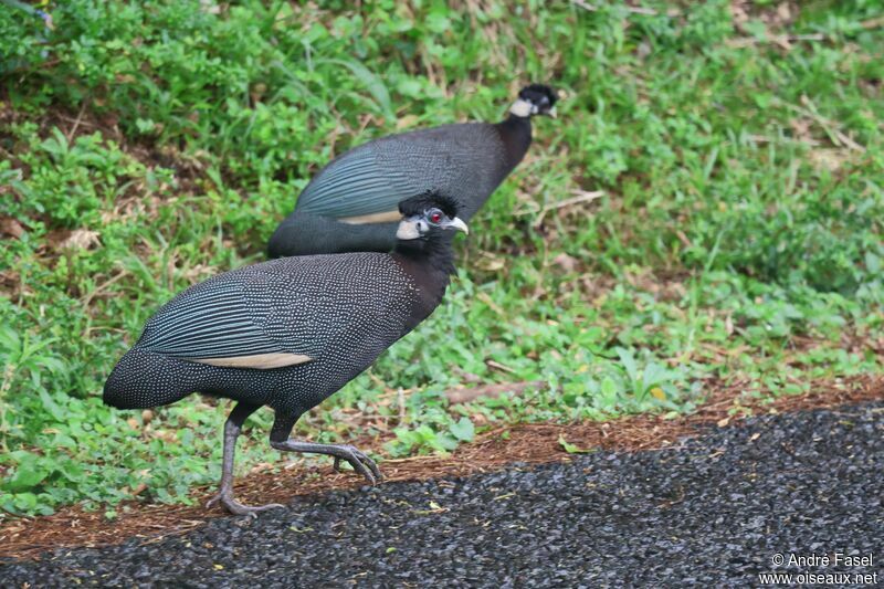 Eastern Crested Guineafowl