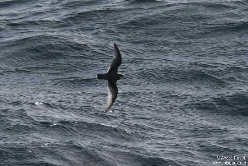 Blue Petrel