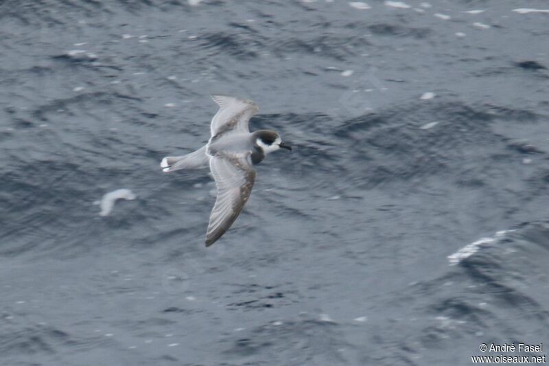 Blue Petrel