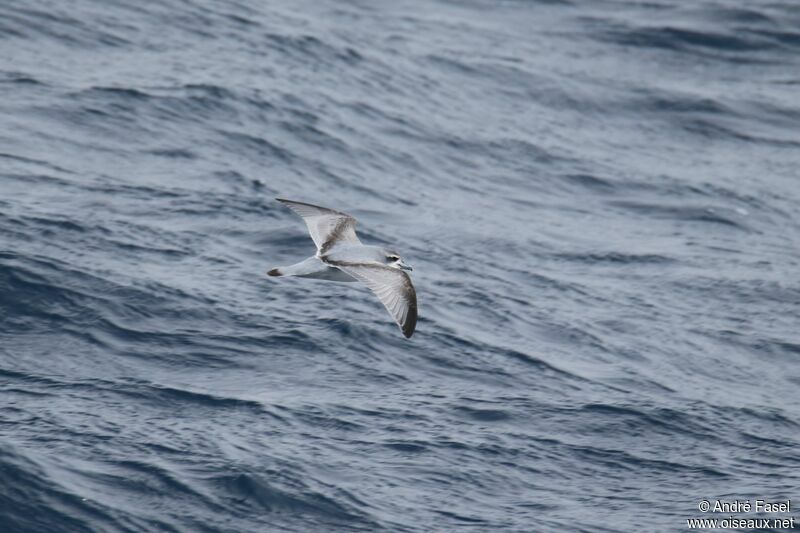 Antarctic Prion