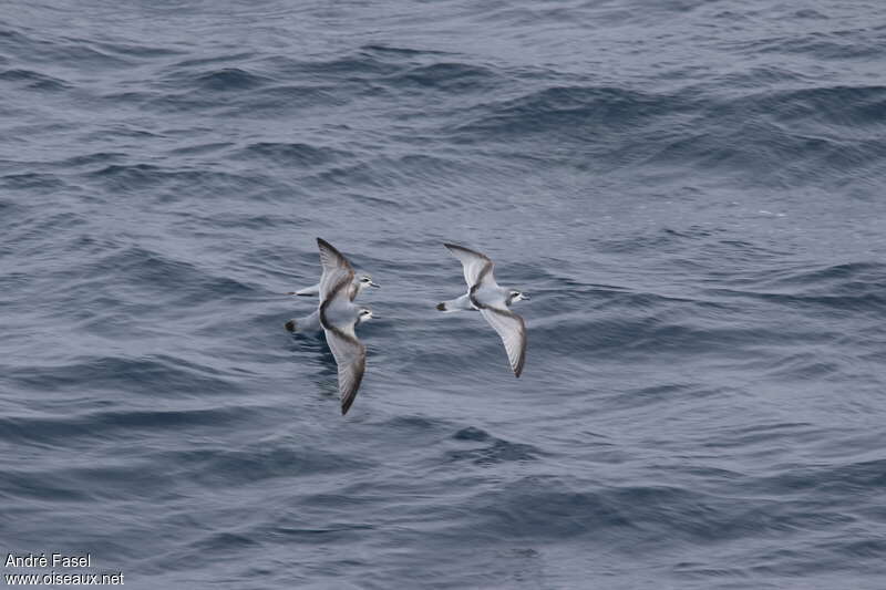 Antarctic Prion, pigmentation, Flight