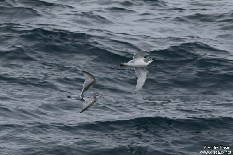 Antarctic Prion