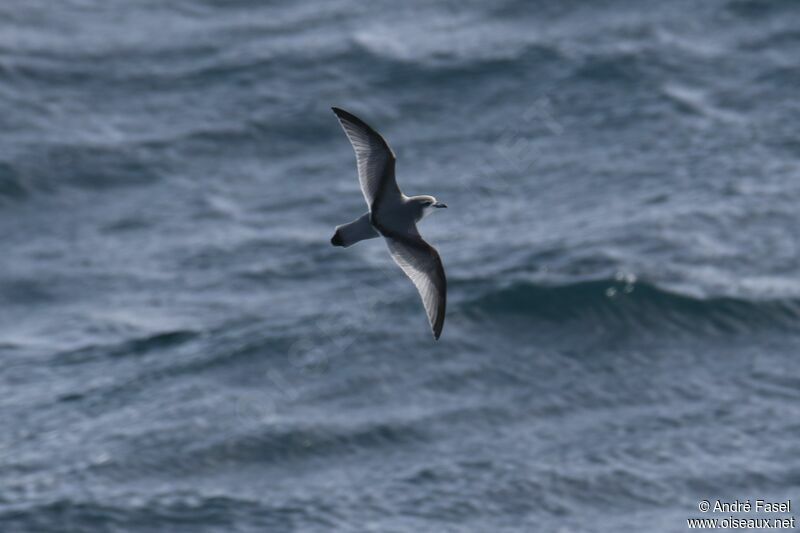 Antarctic Prion