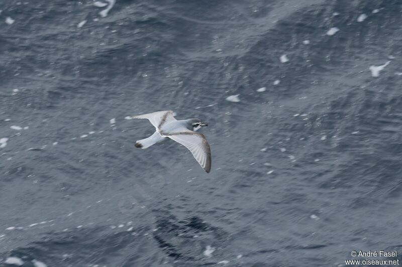 Antarctic Prion