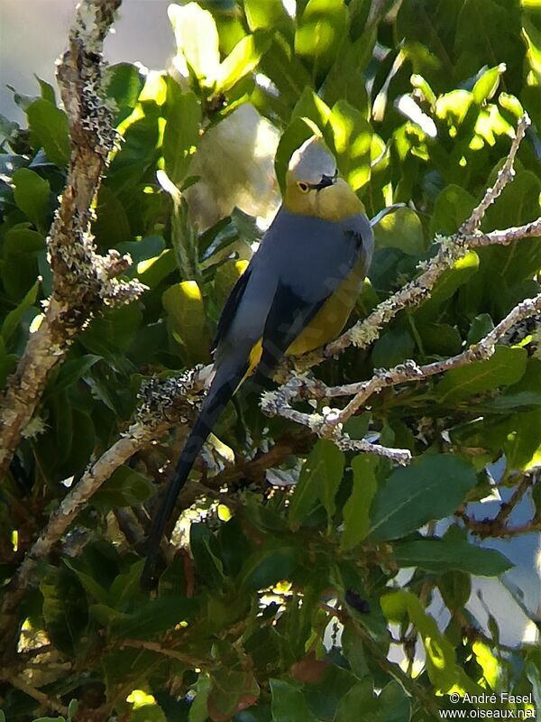 Long-tailed Silky-flycatcher