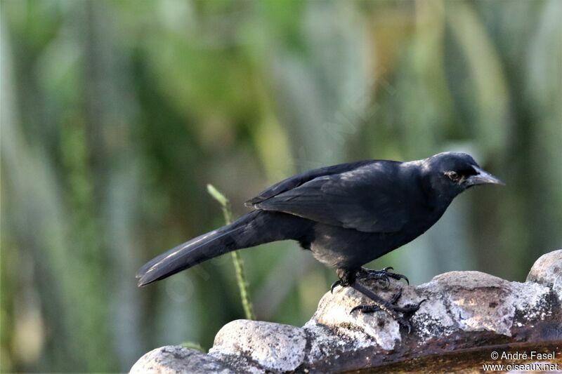 Melodious Blackbird