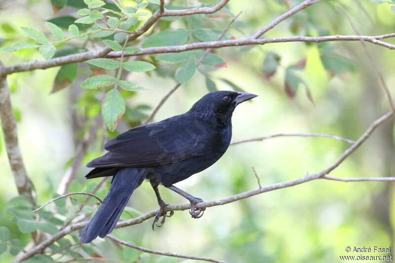 Chopi Blackbird