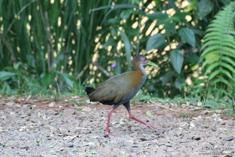 Slaty-breasted Wood Rail