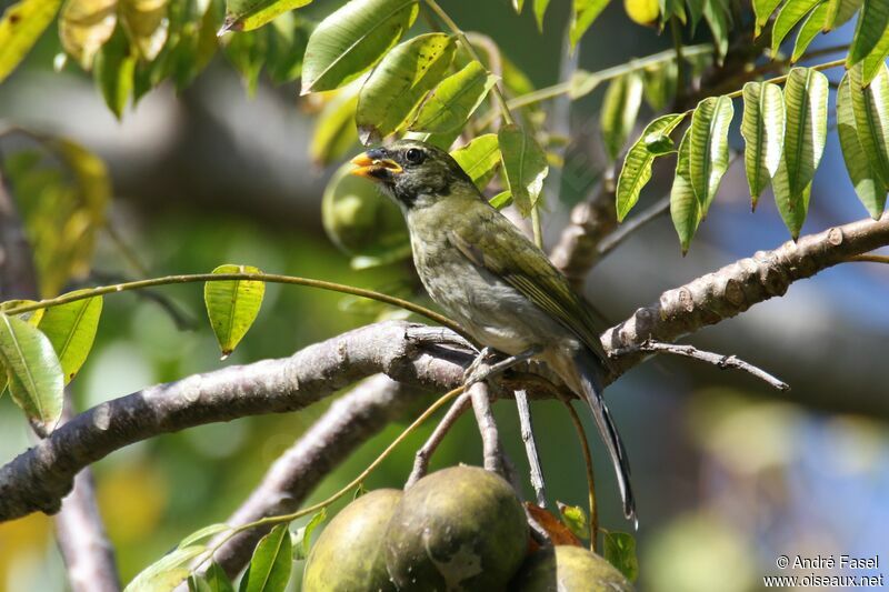 Lesser Antillean Saltator