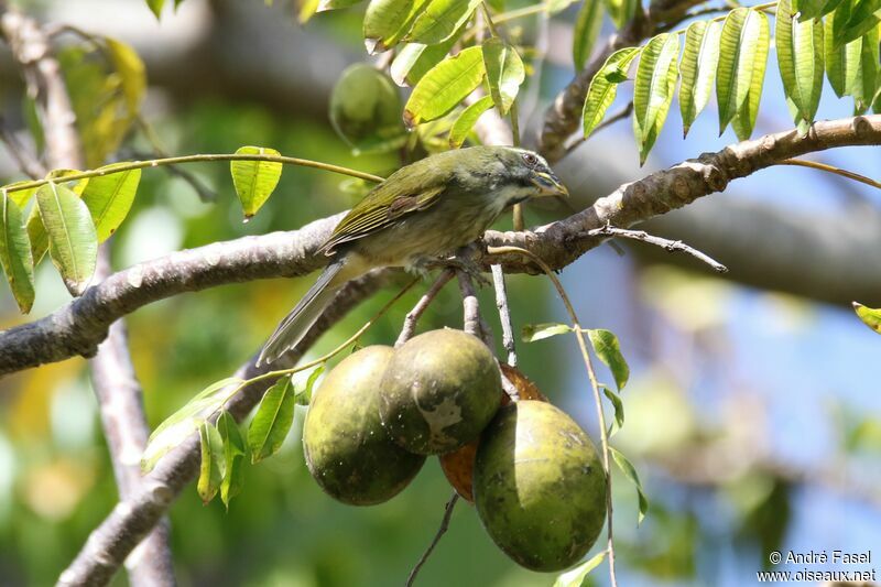 Lesser Antillean Saltator