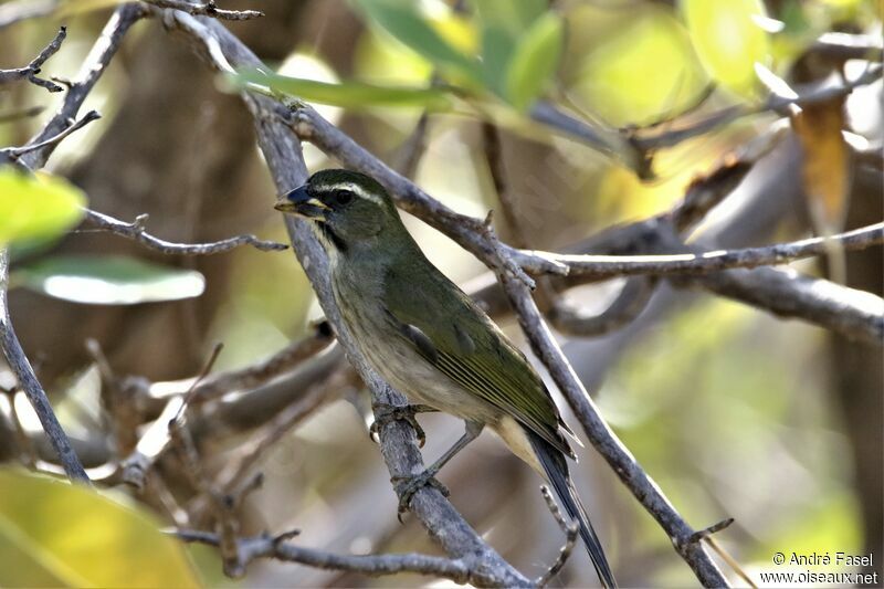 Saltator gros-bec