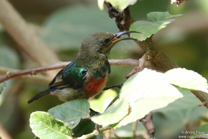 Rwenzori Double-collared Sunbird male