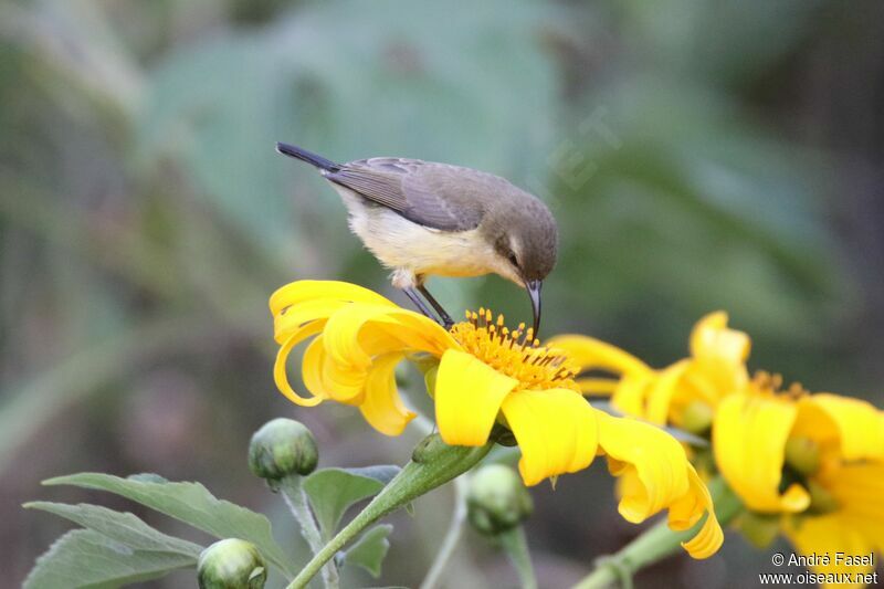 Rwenzori Double-collared Sunbird female