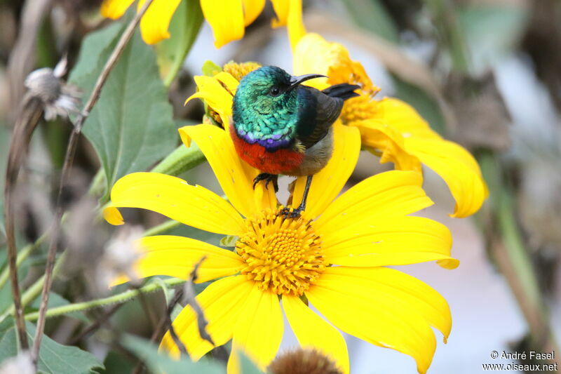 Rwenzori Double-collared Sunbird male