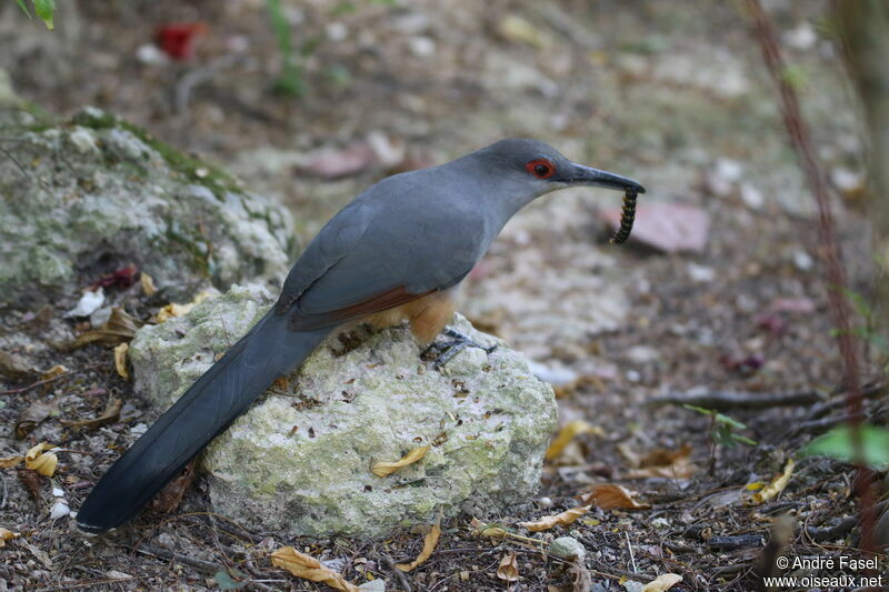 Tacco d'Hispaniolaadulte nuptial, identification