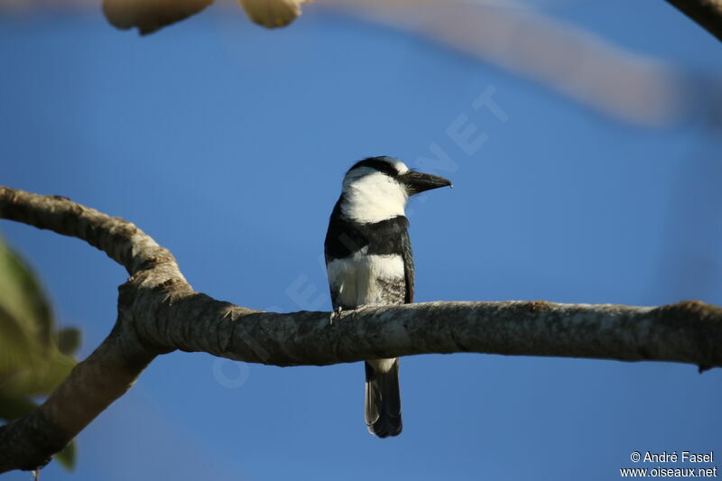 White-necked Puffbird