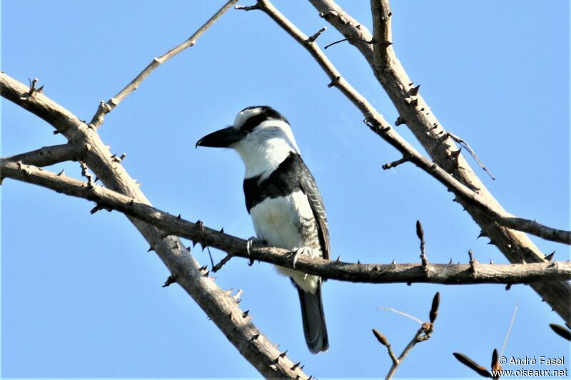 White-necked Puffbird