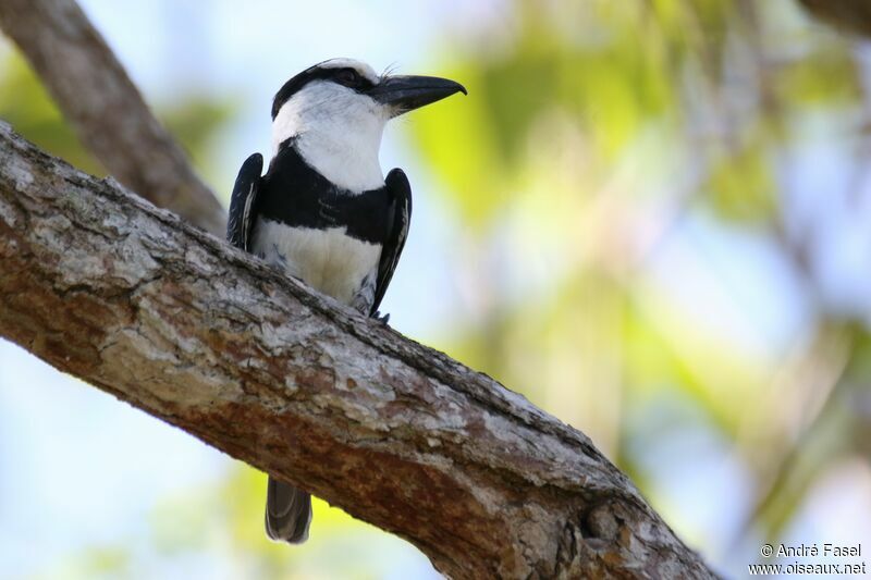 White-necked Puffbird