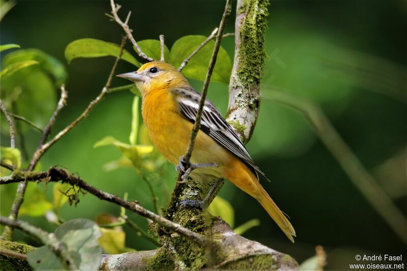 Flame-colored Tanager female