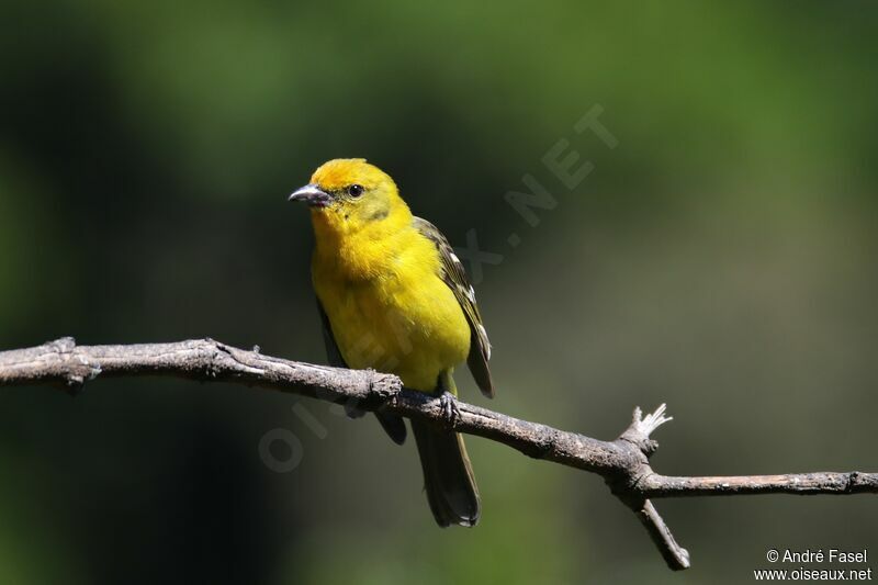 Flame-colored Tanager female