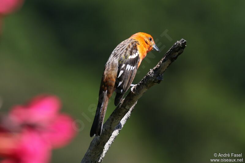 Flame-colored Tanager male