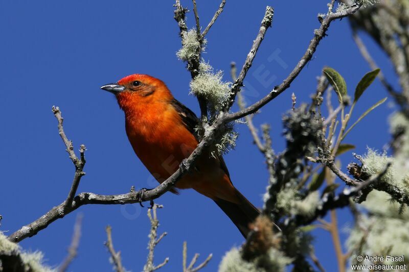 Flame-colored Tanager male