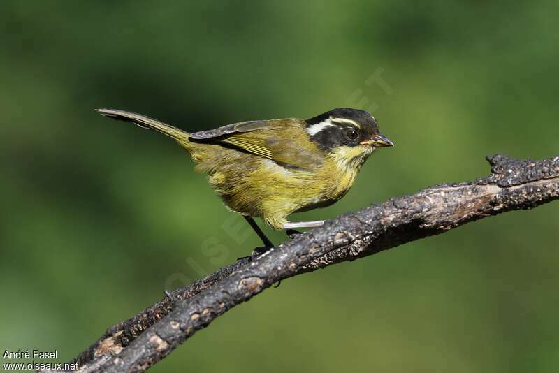 Tangara à sourcils brisésadulte, identification